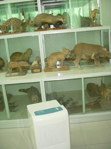 動物標(biāo)本陳列柜邊的除濕機