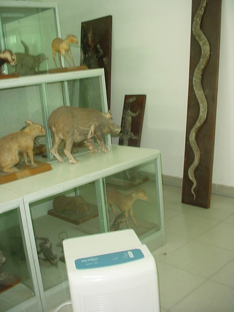 動物標(biāo)本架旁的除濕機
